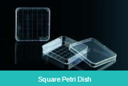 Petri Dishes
